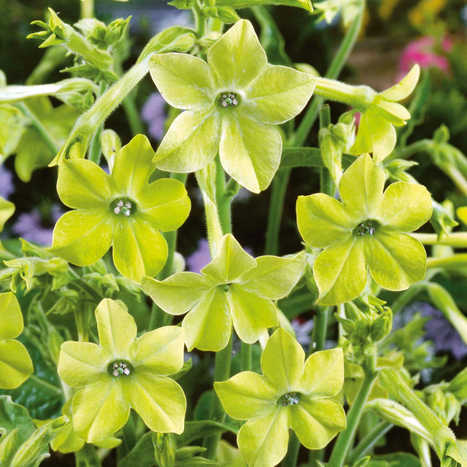 Fragrant Lime Green Flowering Tobacco Seeds for Aromatic Gardens 1 Fragrant Lime Green Flowering Tobacco Seeds for Aromatic Gardens