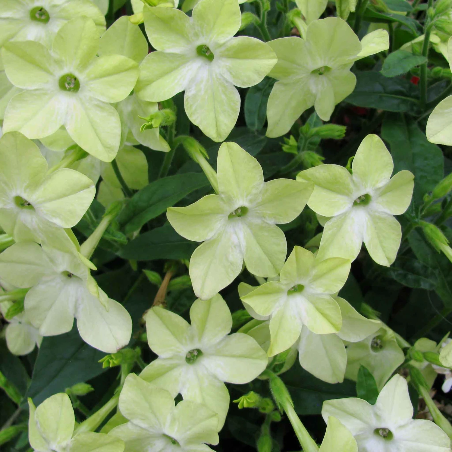 Fragrant Lime Green Flowering Tobacco Seeds for Aromatic Gardens 2 Fragrant Lime Green Flowering Tobacco Seeds for Aromatic Gardens - Image 2
