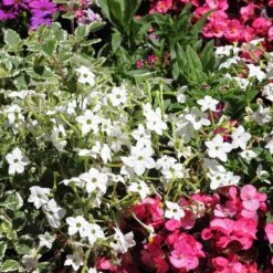 Jasmine Tobacco Seeds (Nicotiana Alata) - Fragrant Evening Bloomer