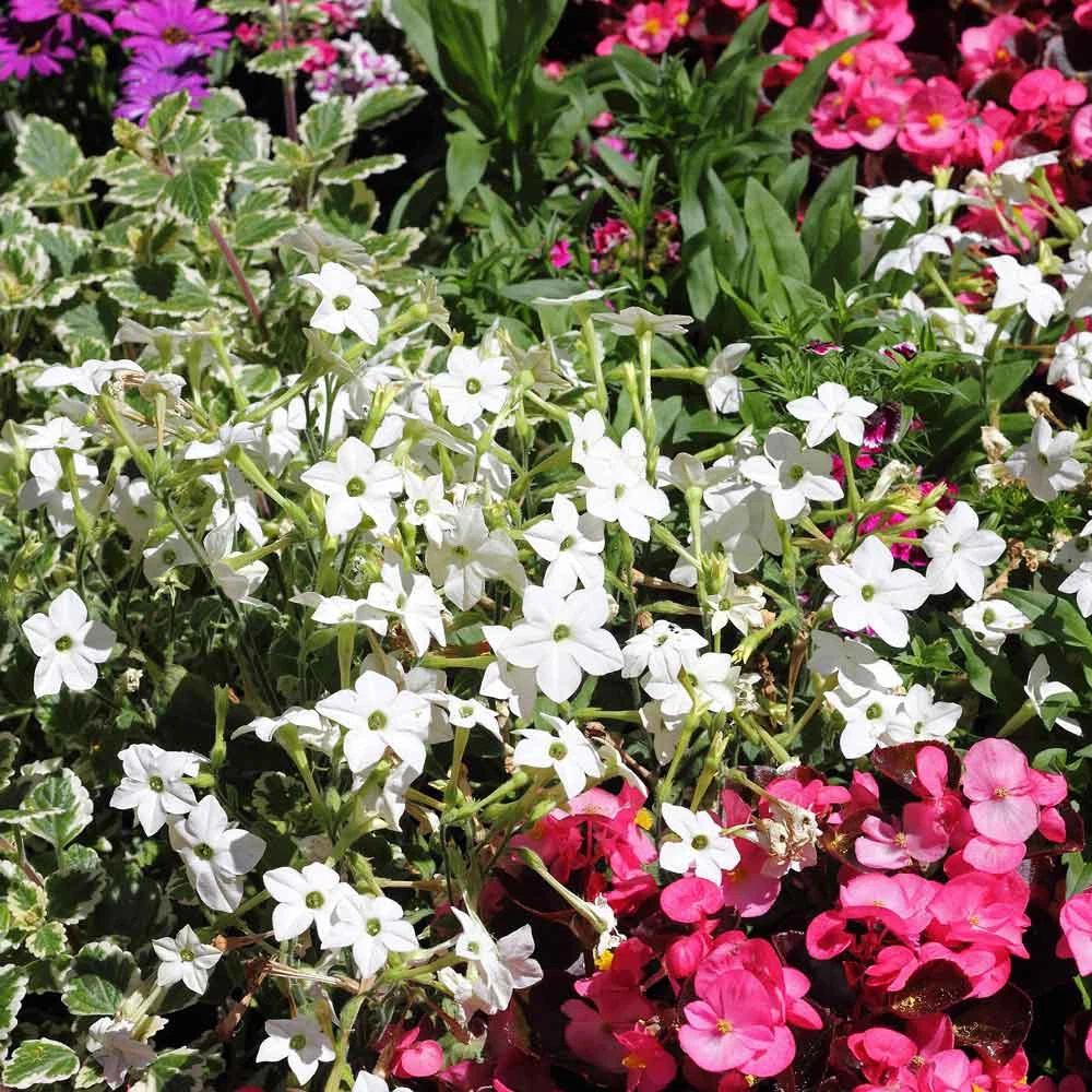 Jasmine Tobacco Seeds (Nicotiana Alata) - Fragrant Evening Bloomer 1 Jasmine Tobacco Seeds (Nicotiana Alata) - Fragrant Evening Bloomer