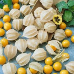 Ground Cherry Tomatillo Seeds - Sweet Cape Gooseberry & Golden Berry 7 Ground Cherry Tomatillo Seeds - Sweet Cape Gooseberry & Golden Berry -Eden Brothers Shop tomatillo ground cherry sbd 4