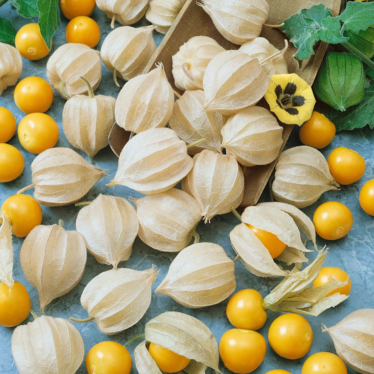 Ground Cherry Tomatillo Seeds - Sweet Cape Gooseberry & Golden Berry 4 Ground Cherry Tomatillo Seeds - Sweet Cape Gooseberry & Golden Berry - Image 4