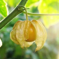 Ground Cherry Tomatillo Seeds - Sweet Cape Gooseberry & Golden Berry 6 Ground Cherry Tomatillo Seeds - Sweet Cape Gooseberry & Golden Berry -Eden Brothers Shop tomatillo ground cherry shk 3