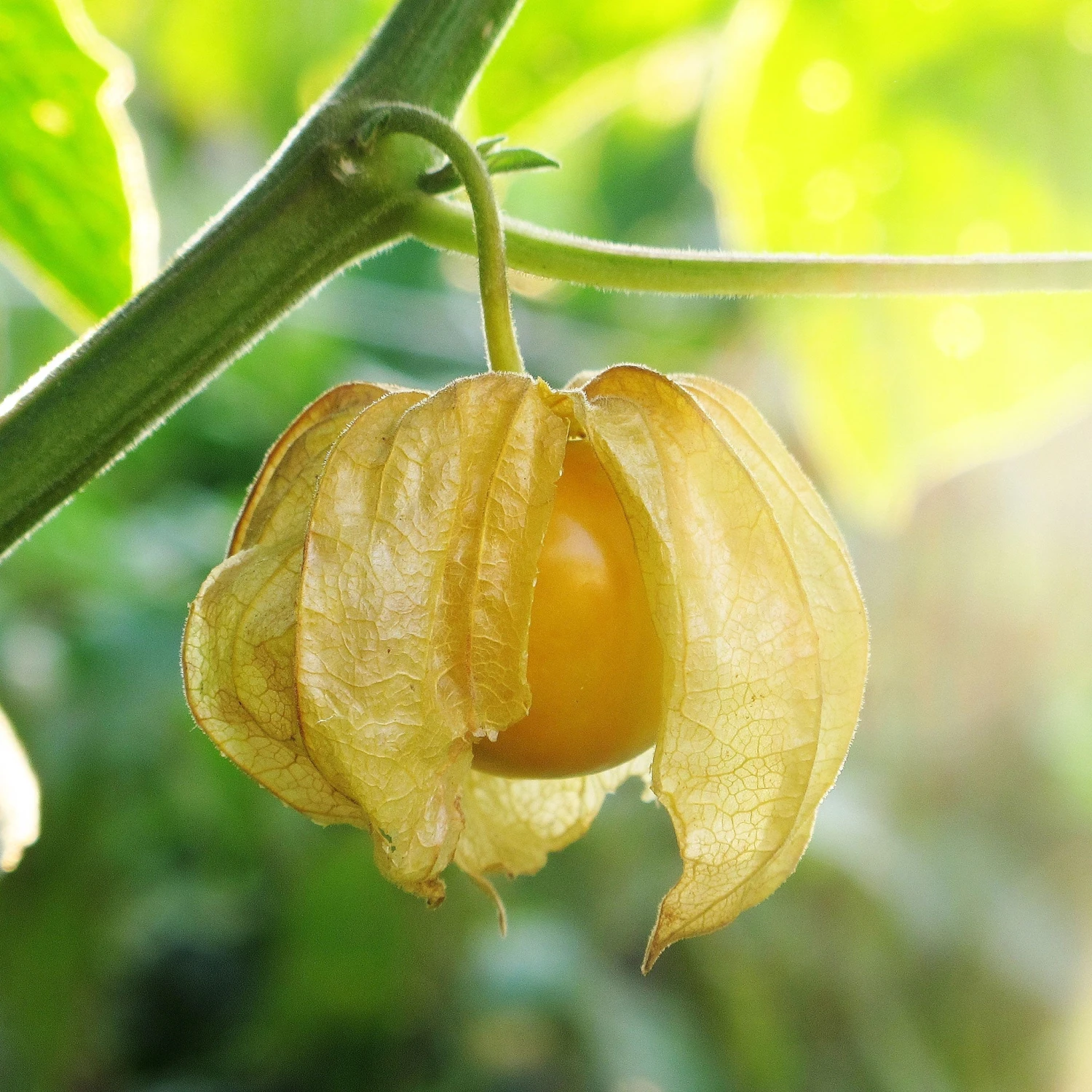 Ground Cherry Tomatillo Seeds - Sweet Cape Gooseberry & Golden Berry 3 Ground Cherry Tomatillo Seeds - Sweet Cape Gooseberry & Golden Berry - Image 3