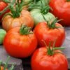 Ace 55 Tomato Seeds - High-Yield, Low-Acidity Garden Variety