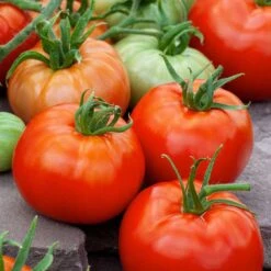 Ace 55 Tomato Seeds - High-Yield, Low-Acidity Garden Variety
