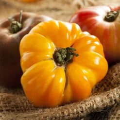 Heirloom Amana Orange Tomato Seeds - Large Tropical Beefsteak Variety