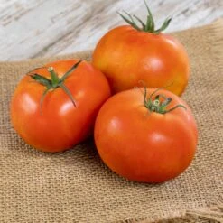 Atkinson Tomato Seeds - Heirloom Variety for Hot & Humid Climates