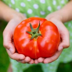 Tomato Seeds - Big Beef Plus Disease Resistant Large Hybrid