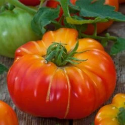 Big Rainbow Heirloom Tomato Seeds for Home Gardening