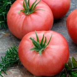 Brandywine Pink Heirloom Tomato Seeds - Large Beefsteak Variety