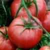 Heirloom Brandywine Red Tomato Seeds - Large Beefsteak Slicing Variety