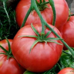 Heirloom Brandywine Red Tomato Seeds - Large Beefsteak Slicing Variety