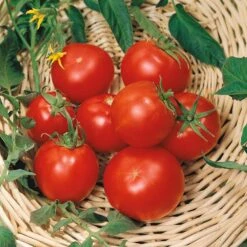 Disease Resistant Tomato Seeds - Celebrity Plus Determinate Variety