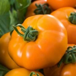 Chef's Choice Orange F1 Hybrid Tomato Seeds