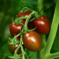 Chocolate Sprinkles Cherry Tomato Seeds - High-Yield Striped Variety -Eden Brothers Shop tomato chocolate sprinkles bal 3