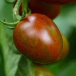 Chocolate Sprinkles Cherry Tomato Seeds - High-Yield Striped Variety -Eden Brothers Shop tomato chocolate sprinkles bal 4