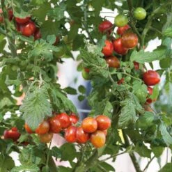 Chocolate Sprinkles Cherry Tomato Seeds - High-Yield Striped Variety -Eden Brothers Shop tomato chocolate sprinkles noa 5