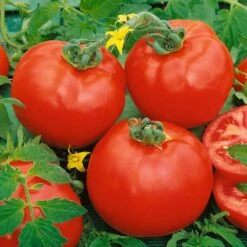 Container Choice Red F1 Tomato Seeds - High-Yielding Variety for Pots