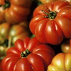 Costoluto Genovese Heirloom Tomato Seeds - Classic Italian Variety