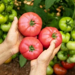 Delicious Heirloom Tomato Seeds - Grow Giant Award-Winning Fruit
