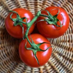 Floradade Tomato Seeds: High-Yielding Heat Resistant Variety