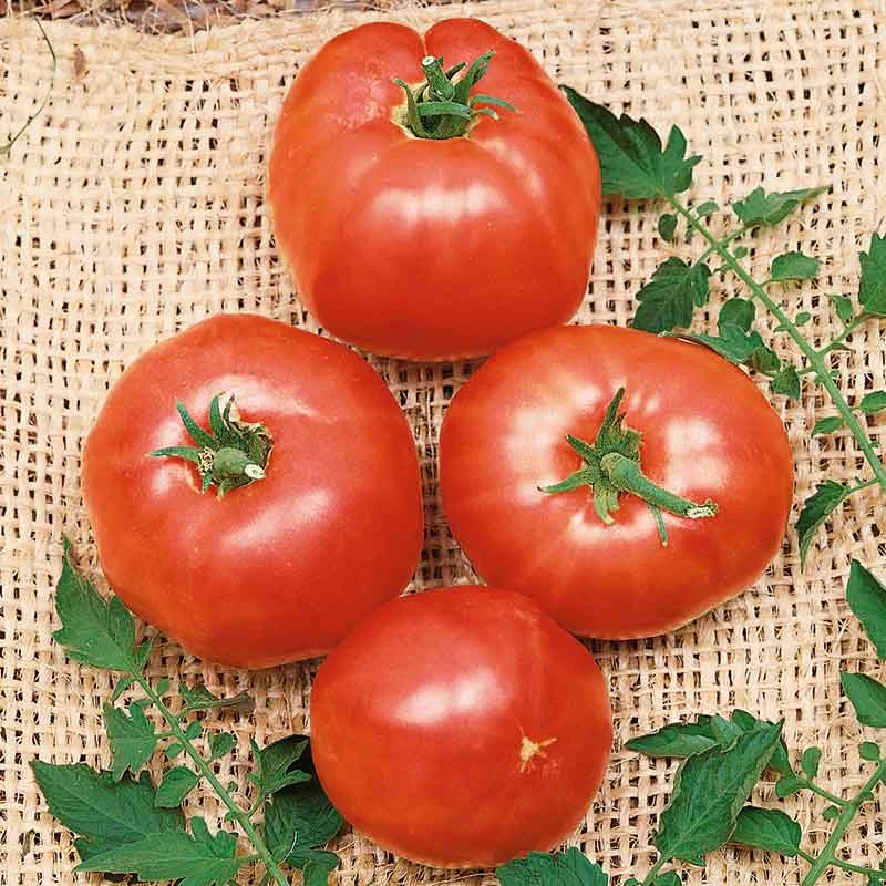 German Johnson Heirloom Tomato Seeds - Meaty, Deep Pink & Crack-Resistant 1 German Johnson Heirloom Tomato Seeds - Meaty, Deep Pink & Crack-Resistant