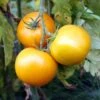Golden Jubilee Heirloom Tomato Seeds - Meaty and Juicy Yellow Tomatoes