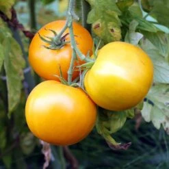 Golden Jubilee Heirloom Tomato Seeds - Meaty and Juicy Yellow Tomatoes