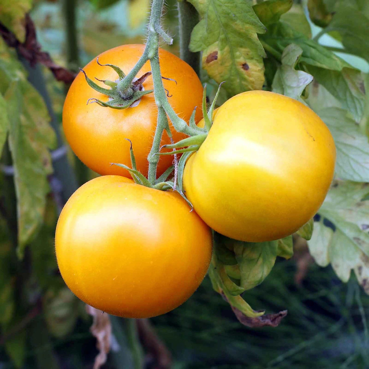 Golden Jubilee Heirloom Tomato Seeds - Meaty and Juicy Yellow Tomatoes 1 Golden Jubilee Heirloom Tomato Seeds - Meaty and Juicy Yellow Tomatoes