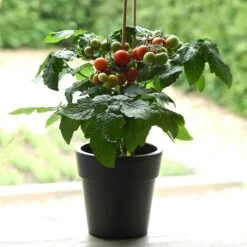 Kitchen Minis 'Siam' Tomato Seeds: Sweet & Compact Cherry Tomatoes