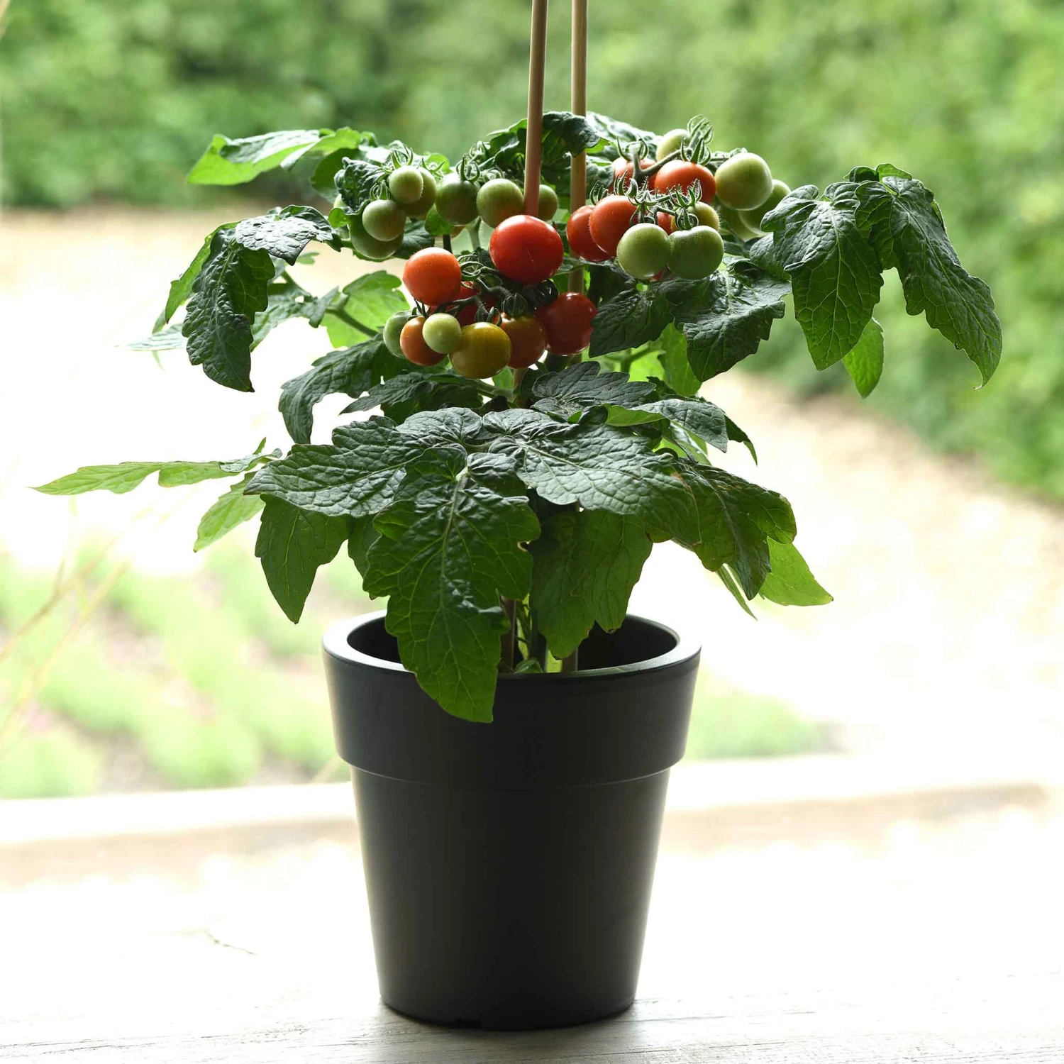 Kitchen Minis 'Siam' Tomato Seeds: Sweet & Compact Cherry Tomatoes 1 Kitchen Minis 'Siam' Tomato Seeds: Sweet & Compact Cherry Tomatoes