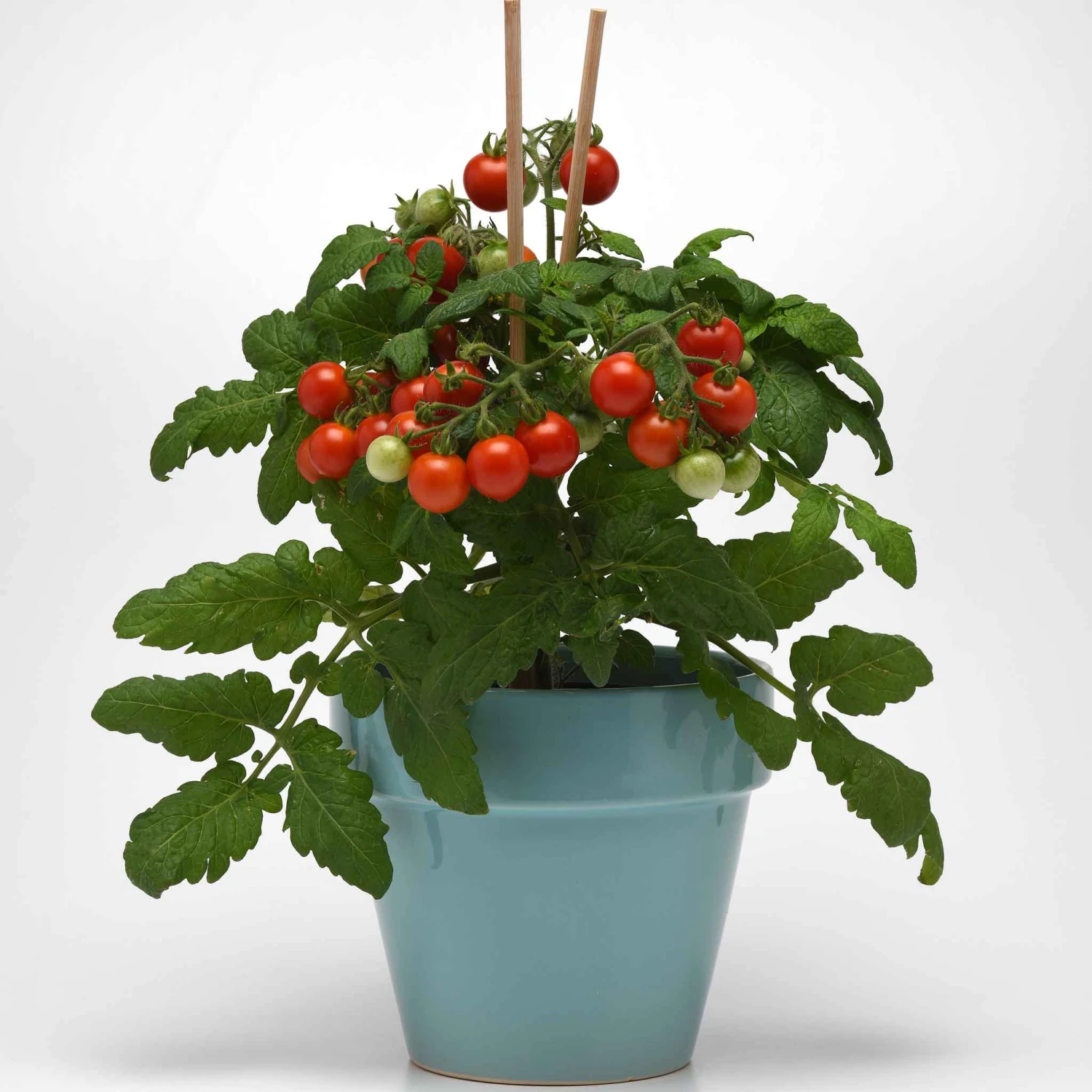 Kitchen Minis 'Siam' Tomato Seeds: Sweet & Compact Cherry Tomatoes 2 Kitchen Minis 'Siam' Tomato Seeds: Sweet & Compact Cherry Tomatoes - Image 2