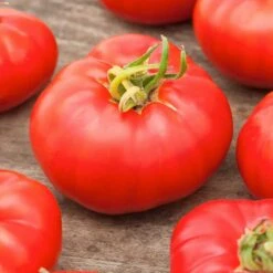 Marmande VF Tomato Seeds - French Heirloom & Cool Climate Resistant