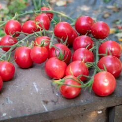 Premium Melon F1 Pink Cherry Tomato Seeds - High Yield Garden Variety