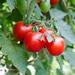 Red Cherry Tomato Seeds - Large High-Yield Heirloom Vegetable