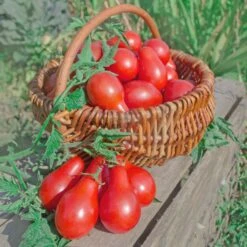 Red Pear Heirloom Tomato Seeds - Sweet Pear-Shaped Garden Favorites 5 Red Pear Heirloom Tomato Seeds - Sweet Pear-Shaped Garden Favorites -Eden Brothers Shop tomato red pear shk 3