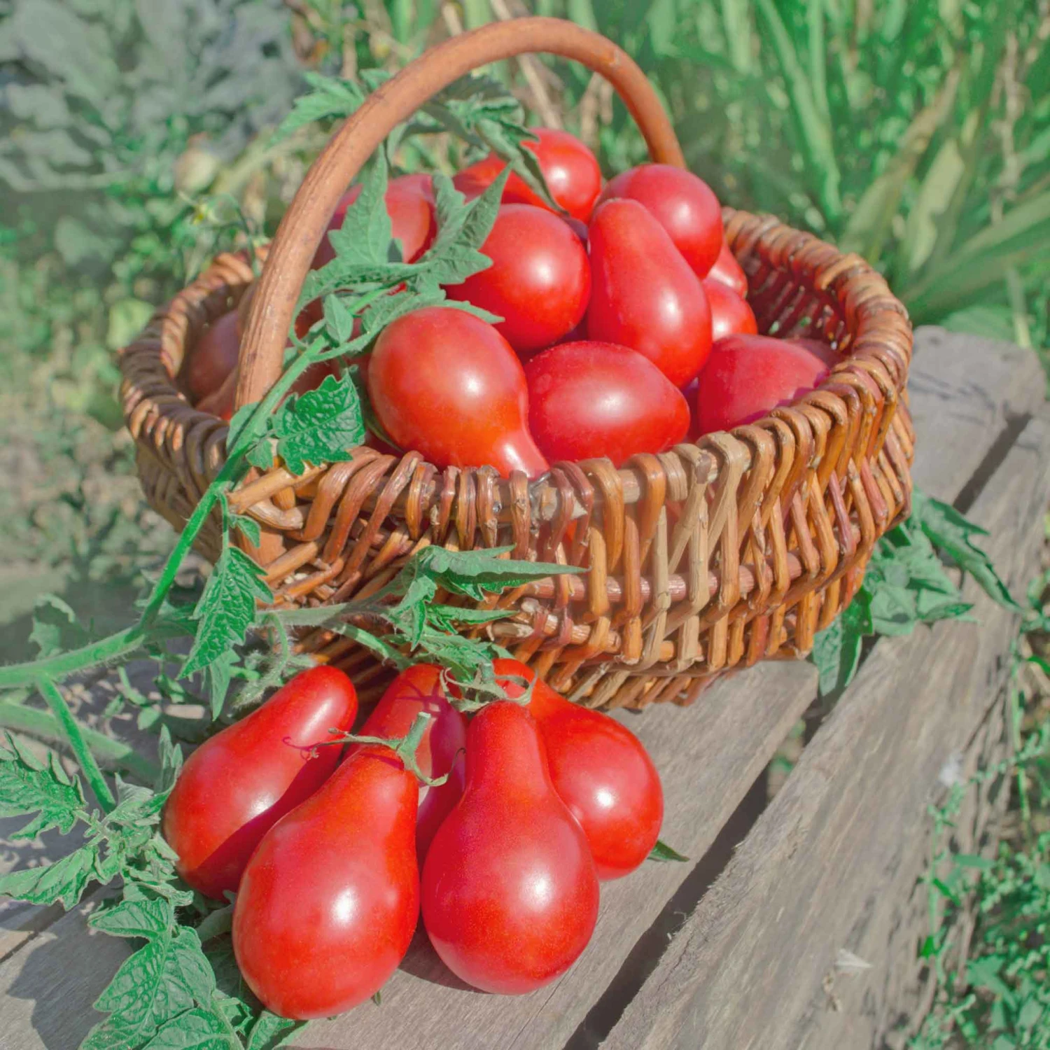 Red Pear Heirloom Tomato Seeds - Sweet Pear-Shaped Garden Favorites 3 Red Pear Heirloom Tomato Seeds - Sweet Pear-Shaped Garden Favorites - Image 3