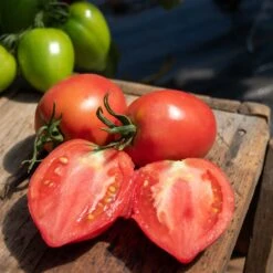 Rugby F1 Pink Heart-Shaped Tomato Seeds - Meaty & High-Yielding Hybrid -Eden Brothers Shop tomato rugby f1 pls 3