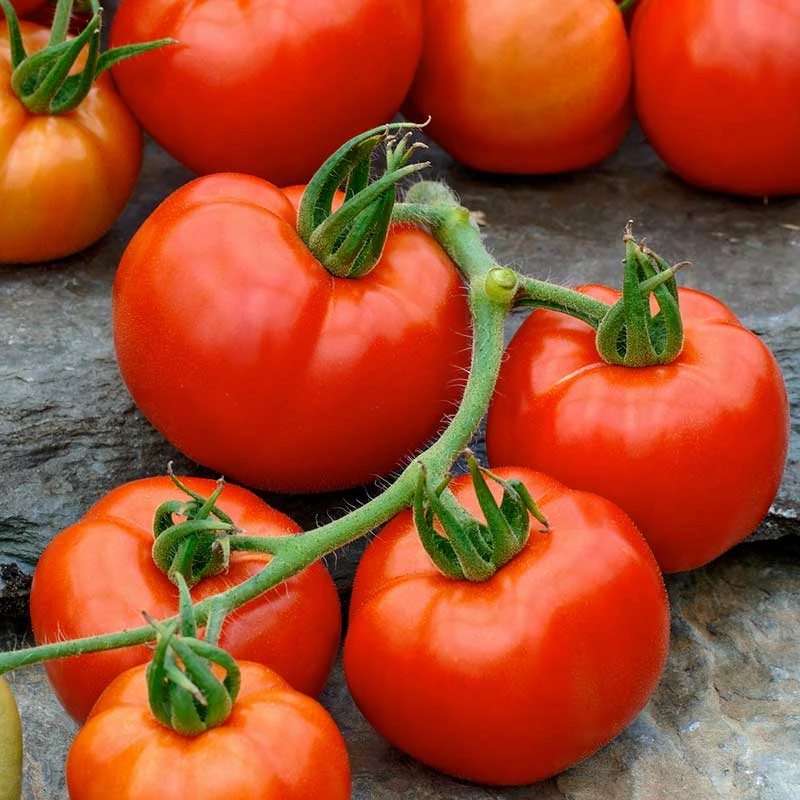Rutgers VF Heirloom Tomato Seeds - Disease-Resistant Canning Variety 1 Rutgers VF Heirloom Tomato Seeds - Disease-Resistant Canning Variety