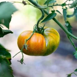 Striped German Tomato Seeds - Premium Heirloom Beefsteak Variety 5 Striped German Tomato Seeds - Premium Heirloom Beefsteak Variety -Eden Brothers Shop tomato striped german shk 5