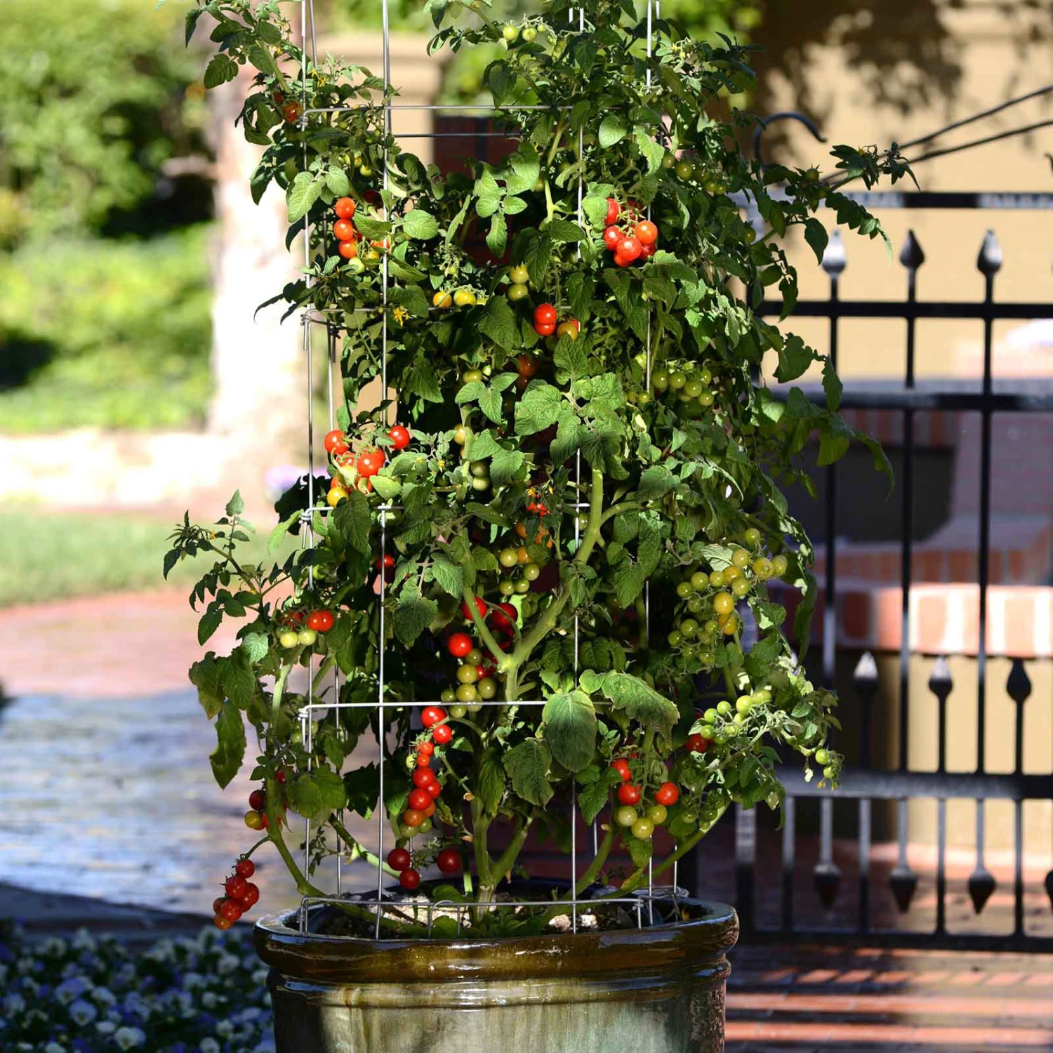Cherry Tomato Seeds - Tidy Treats Compact Container Variety 2 Cherry Tomato Seeds - Tidy Treats Compact Container Variety - Image 2