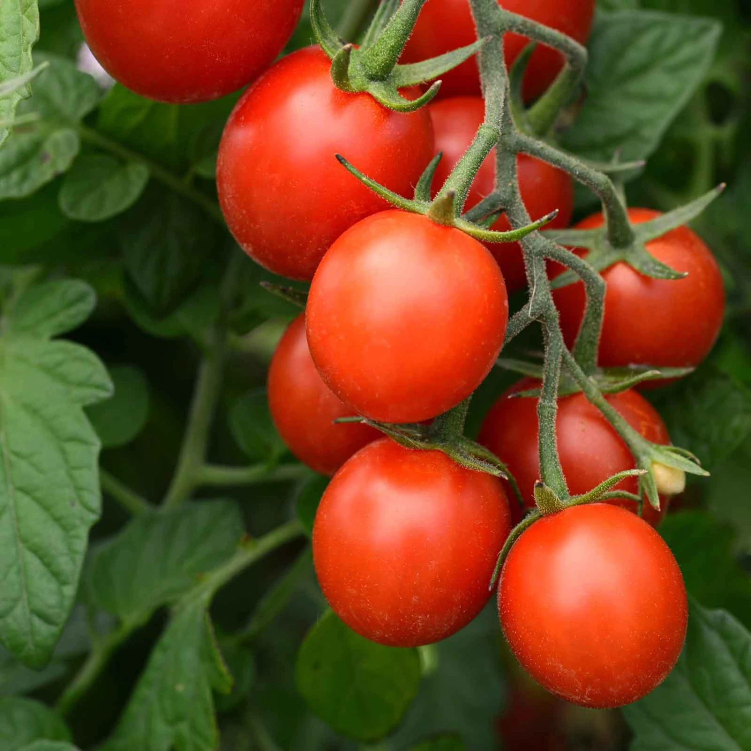 Cherry Tomato Seeds - Tidy Treats Compact Container Variety 3 Cherry Tomato Seeds - Tidy Treats Compact Container Variety - Image 3