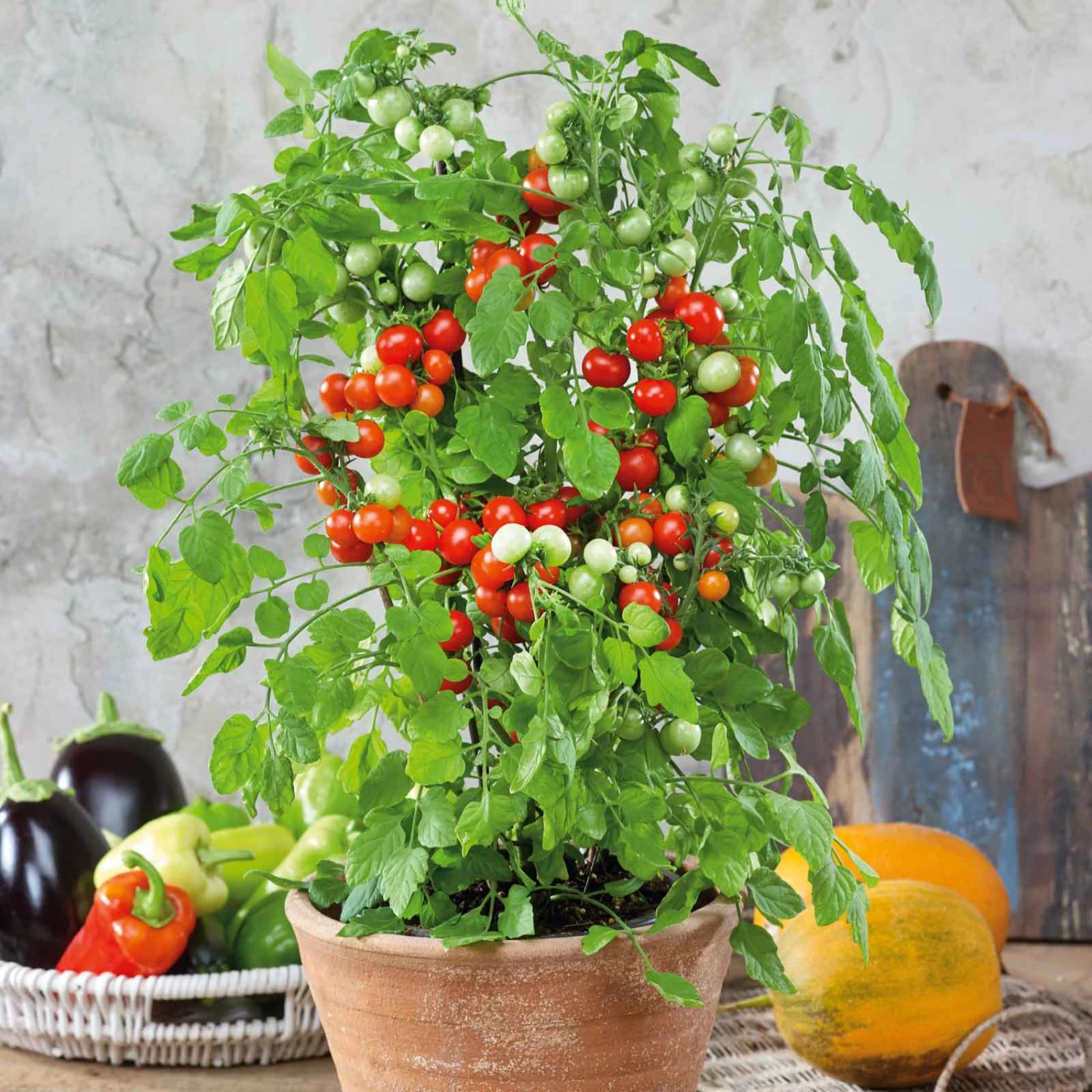 Cherry Tomato Seeds - Tidy Treats Compact Container Variety 1 Cherry Tomato Seeds - Tidy Treats Compact Container Variety