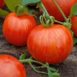 Tigerella Tomato Seeds - Early Maturing Heirloom Striped Variety