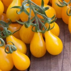 Heirloom Yellow Pear Tomato Seeds - Sweet & Low-Acidity Garden Variety