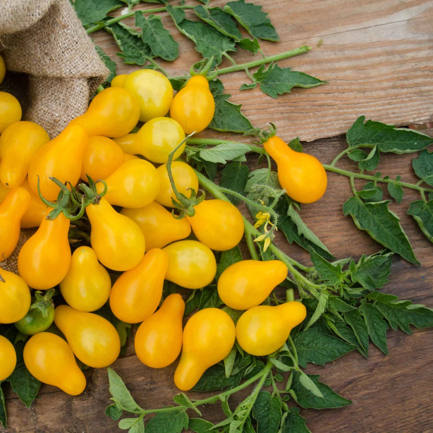 Heirloom Yellow Pear Tomato Seeds - Sweet & Low-Acidity Garden Variety 2 Heirloom Yellow Pear Tomato Seeds - Sweet & Low-Acidity Garden Variety - Image 2