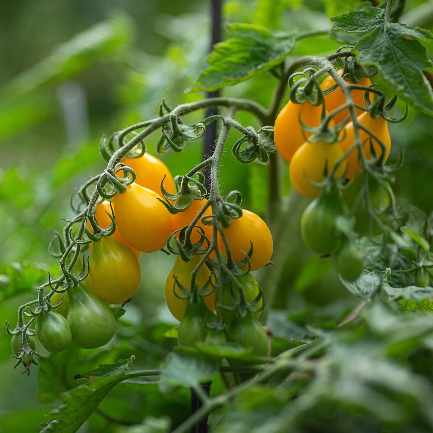 Heirloom Yellow Pear Tomato Seeds - Sweet & Low-Acidity Garden Variety 3 Heirloom Yellow Pear Tomato Seeds - Sweet & Low-Acidity Garden Variety - Image 3