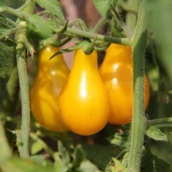 Heirloom Yellow Pear Tomato Seeds - Sweet & Low-Acidity Garden Variety 7 Heirloom Yellow Pear Tomato Seeds - Sweet & Low-Acidity Garden Variety -Eden Brothers Shop tomato yellow pear shk 4