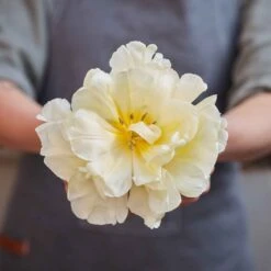 45 Days Of Peony-Flowered Tulips 7 45 Days Of Peony-Flowered Tulips -Eden Brothers Shop tulip 45 day mix rid 3